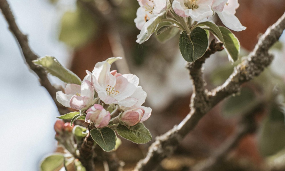 Äppelblütefest in Naurod: Verkehr wird vom 8. bis 11. Mai umgeleitet