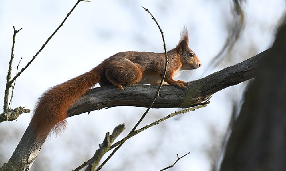 Das Leben der Eichhörnchen: Angebot in der Fasanerie am 15. November Das Leben der Eichhörnchen: Angebot in der Fasanerie am 15. November