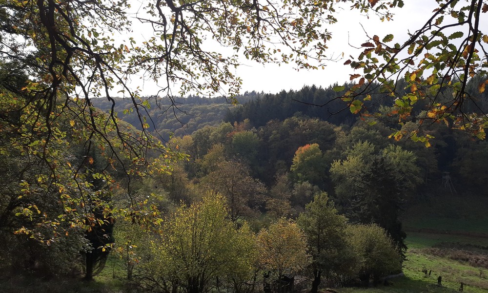 Eltville weist neuen 5,4 Kilometer Rundweg in Rauenthal aus Eltville weist neuen 5,4 Kilometer Rundweg in Rauenthal aus