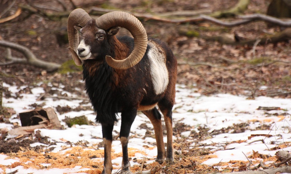 Fasanerie lädt Familien zu Führung über Strategien von Wildtieren im Winter Fasanerie lädt Familien zu Führung über Strategien von Wildtieren im Winter