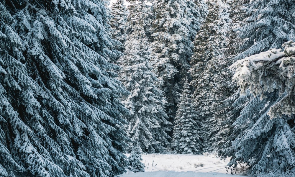 Rüdesheim bietet wieder Weihnachtsbäume direkt im Wald an