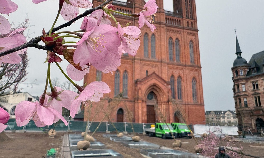 Schlossplatz neu gestaltet: 24 Bäume und Zisternen sollen Stadtgrün sichern Schlossplatz neu gestaltet: 24 Bäume und Zisternen sollen Stadtgrün sichern