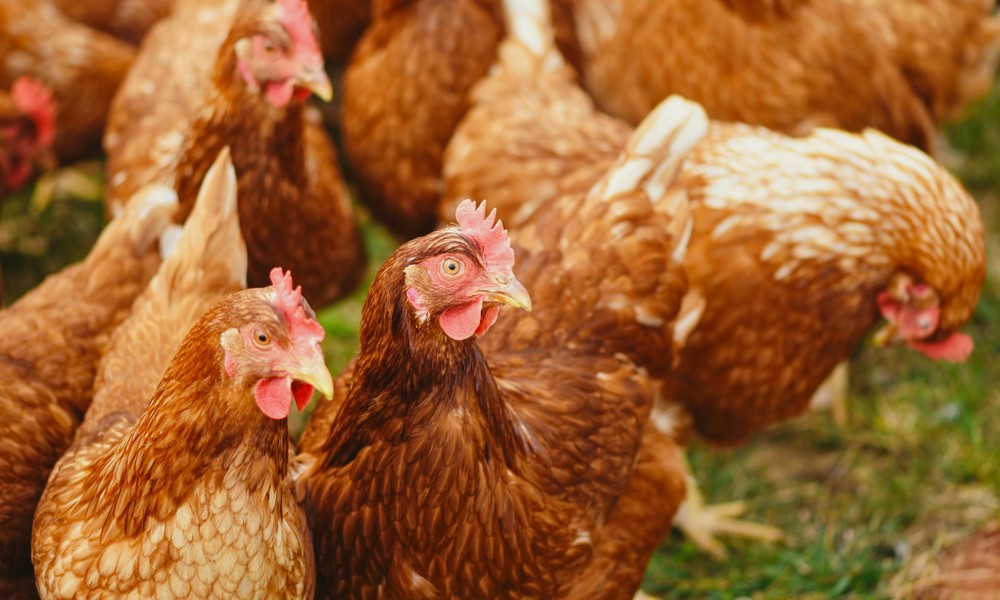 Wiesbaden erlaubt Geflügel ab 18. Januar wieder im Freien Wiesbaden erlaubt Geflügel ab 18. Januar wieder im Freien